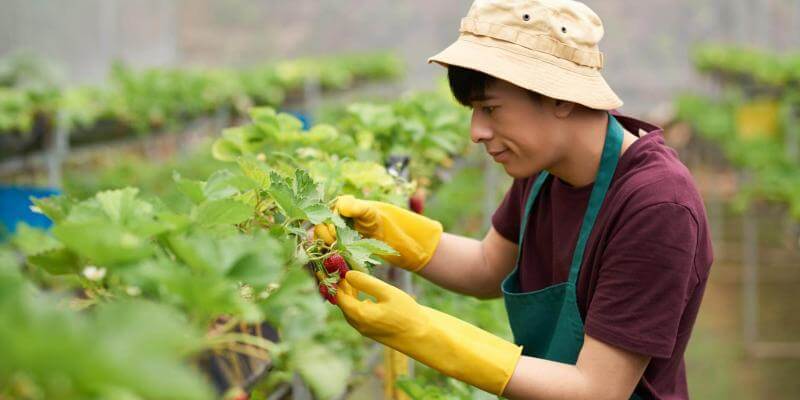 pressfoto Gardening