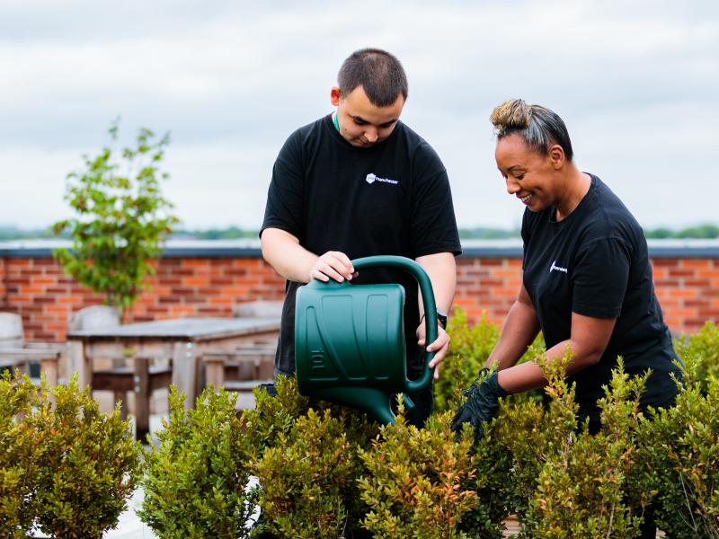 Watering the plants