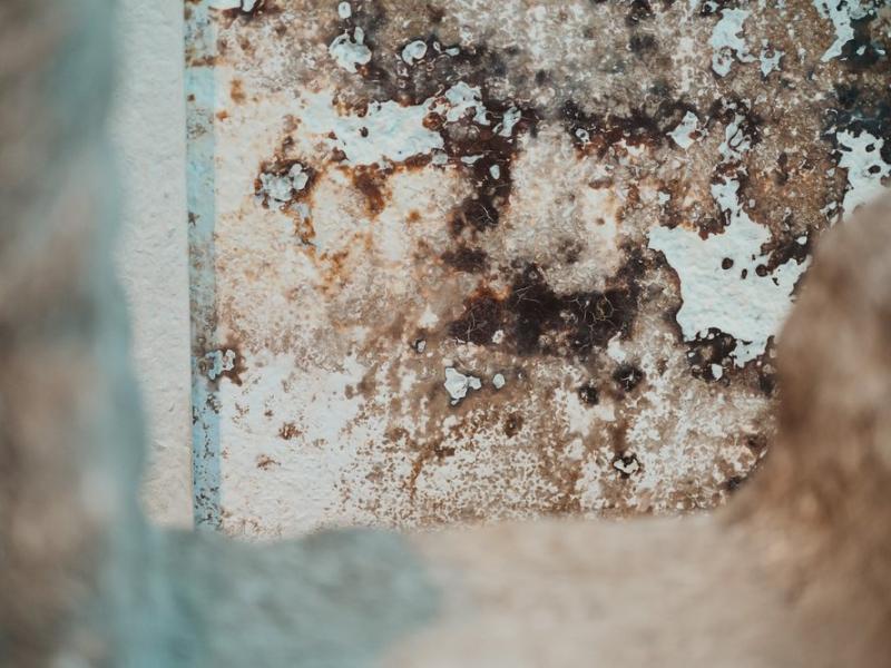 Damp and mould