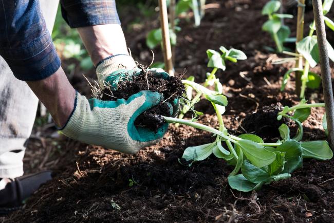 Grow your own food at home