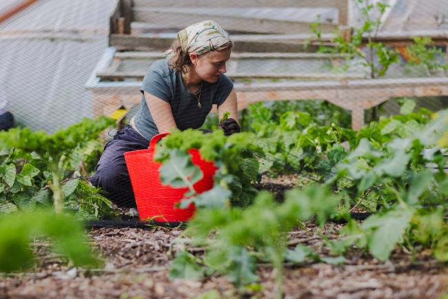 Gardening at local garden centre